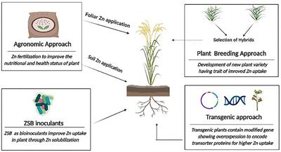 Cross Talk Between Zinc-Solubilizing Bacteria and Plants: A Short Tale of Bacterial-Assisted Zinc Biofortification